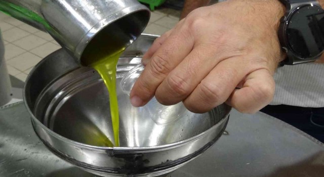 Daha kaliteli zeytinyağı için erken hasat