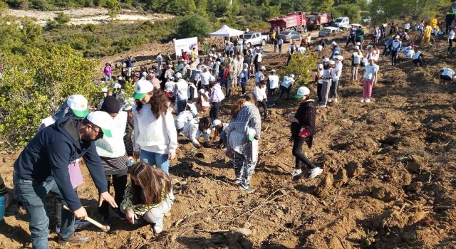 Datçada bin adet harnup ve kızılçam fidanı dikildi