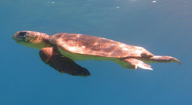 Datçada oltaya Caretta Caretta takıldı