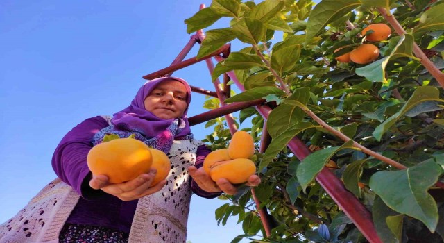 Denizlide bu yıl 15 bin ton cennet hurması hasat edilecek