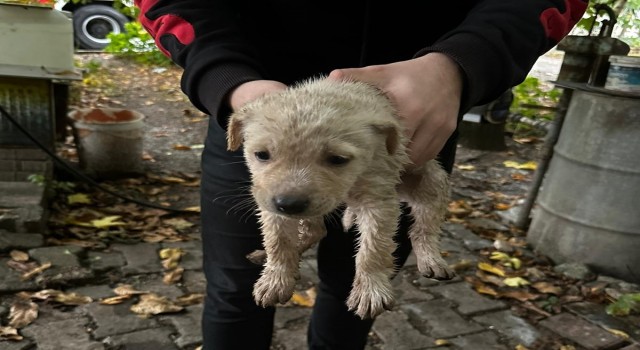 Dereye düşen yavru köpeğin yardımına itfaiye yetişti