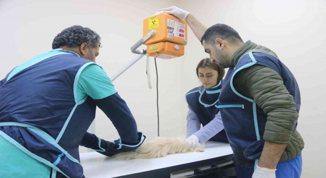 Diyarbakırdaki hayvan hastanesi, bölgede yabani ve evcil hayvanlara sağlık üssü oldu