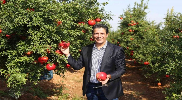Döşemealtında Nar Çalıştayı düzenlenecek