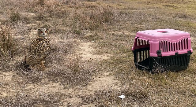 Dronla aranmıştı, tedavisi tamamlanan puhu kuşu doğaya salındı