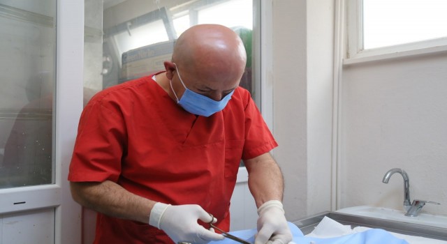 Edremit Belediyesi 7/24 sokak hayvanlarının yanında