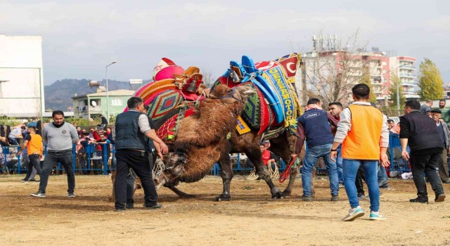 Egede develer arenaya indi, sezonun ilk güreşi Umurluda başladı
