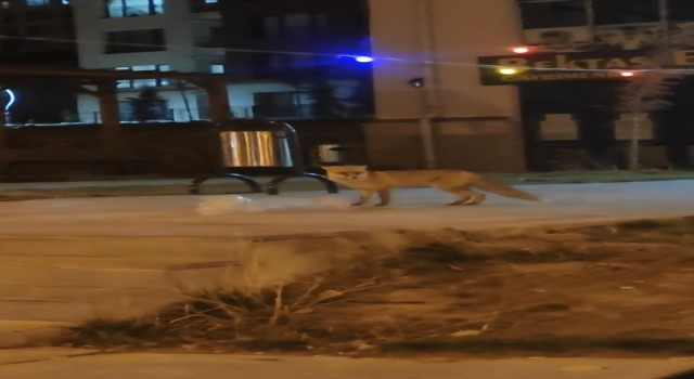 Elazığda aç kalan tilki şehir merkezine indi