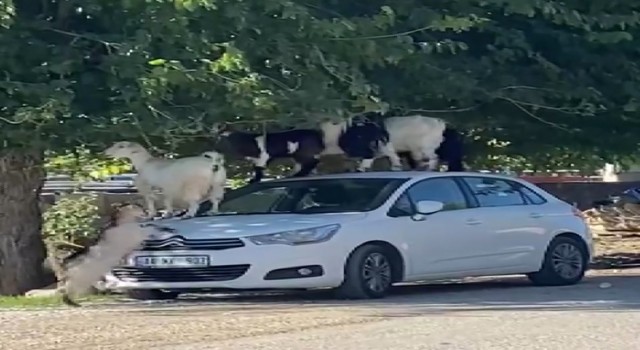 Elazığda keçiler otomobilin üzerine çıkarak yaprak yedi