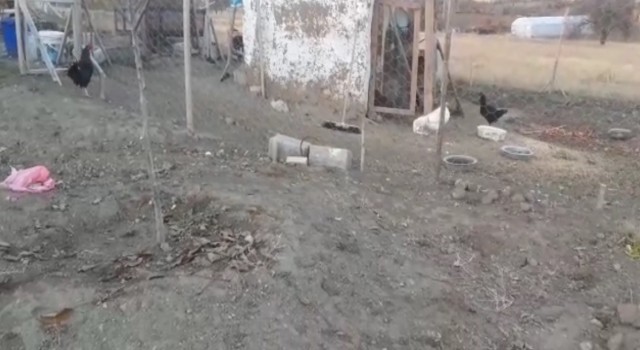 Elazığda köpekler kümese girdi, 37 tavuğu telef etti