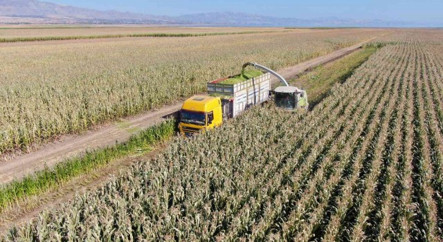 Elazığda silajlık mısır hasadı başladı