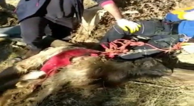 Elazığda su kuyusuna düşen keçi kurtarıldı