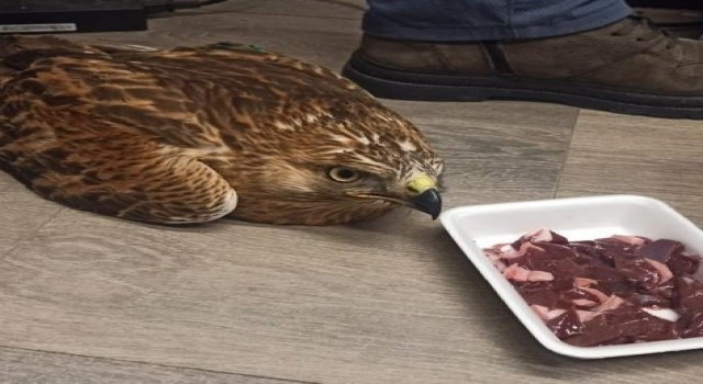 Elazığda yaralı kızıl şahin koruma altına alındı