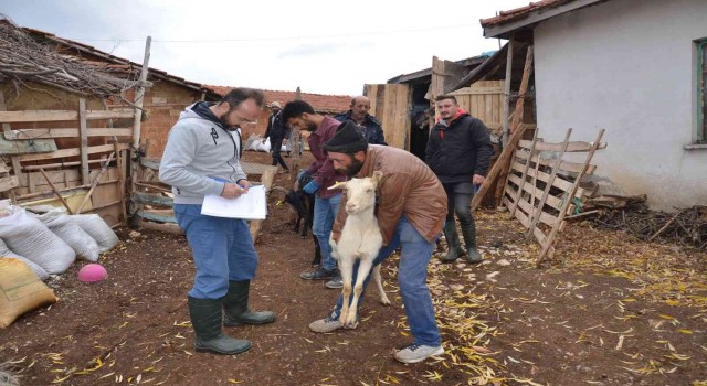 Emette Keçi belediyeden, süt köylüden, peynir kooperatiften projesi