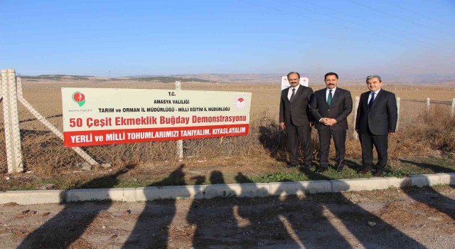 En verimli yerli ve milli buğday tohumunu belirlemek için 50 çeşit ekildi