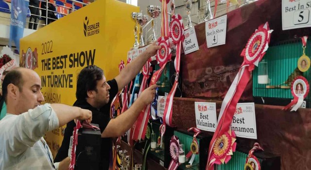 Esenlerde kanaryalar güzellikleriyle yarıştı