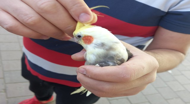 Evden kaçan papağan, okul bahçesindeki ağaçta bulundu