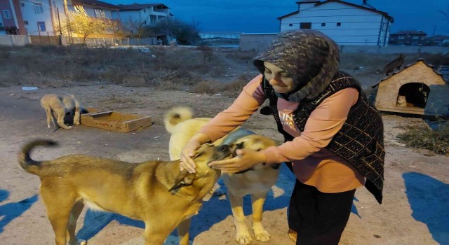 Evini sokak hayvanlarına açtı