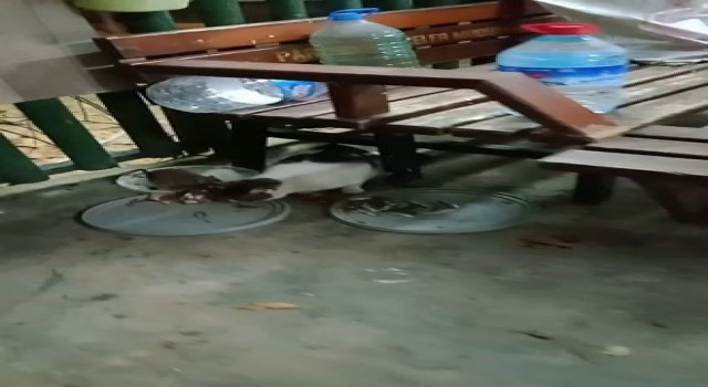 Fare ile kedinin dostluğu görenleri şaşırttı
