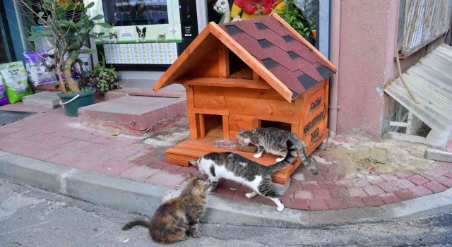 Fatihte evi parçalanan kedi yeni yuvasına kavuştu