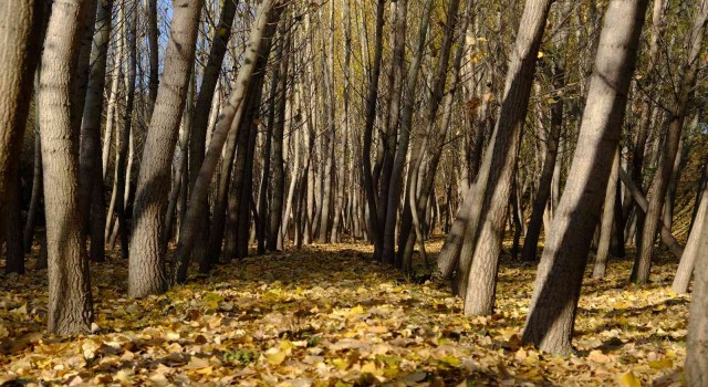 Fotoğraf tutkunları sonbaharın en iyi karesini yakalamak için kamera arkasına geçti