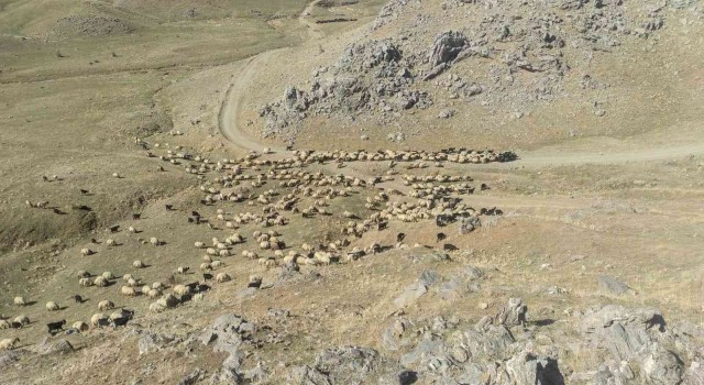 Göçerler, sürüleriyle birlikte 35 günlük göç yolunda