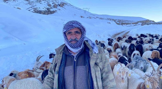 Hakkaride 3 bin 500 rakımda mahsur kalan sürü kurtarıldı