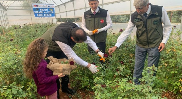 Halfetinin simgesi karagülde hasat dönemi