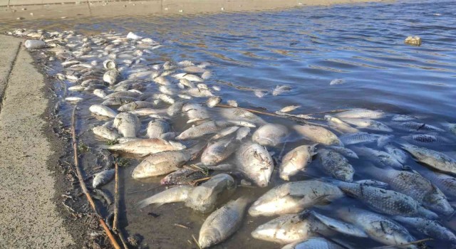 Hamzaderede toplu balık ölümleri endişelendirdi