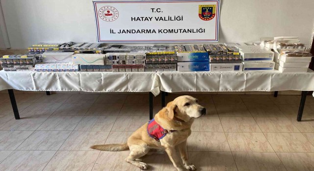 Hatayda 11 bin 140 paket kaçak sigara ele geçirildi