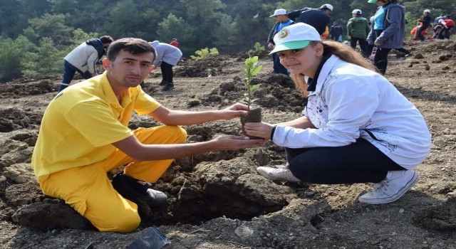 Hatayda 24 bin 630 fidan dikildi