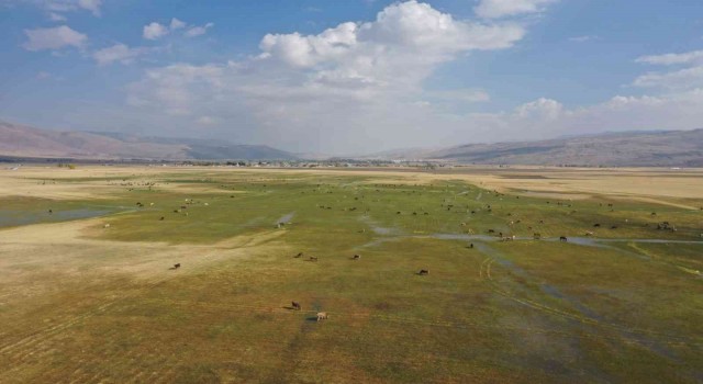 Havadan görüntülenen meralar ve beslenen hayvanlar eşsiz görüntüler ortaya çıkarttı
