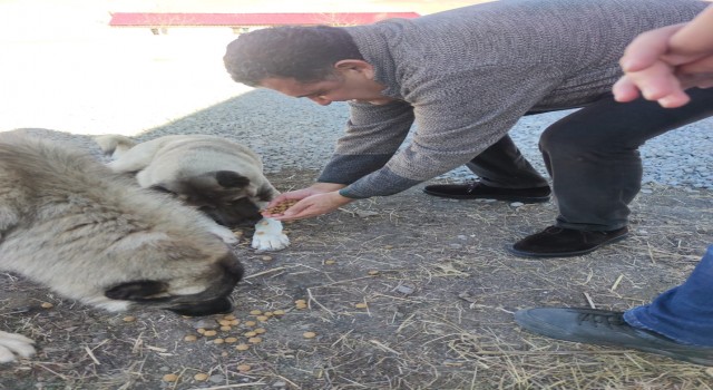 HAYTAPtan kedi ve köpekler için mama bağışı