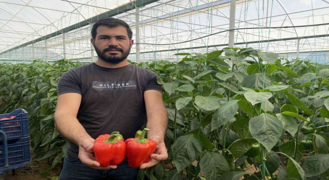 İhracatın yıldızı Kaliforniya biberinin hasatı başladı, ilk rotası Rusya oldu