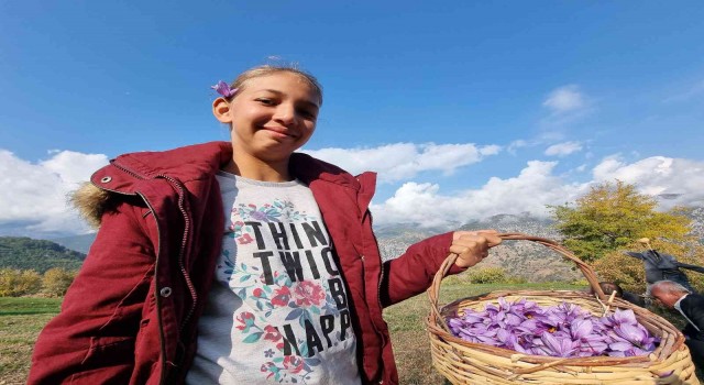İki dönümden sadece 500 gram çıkıyor, gramı 60 TLden alıcı buluyor