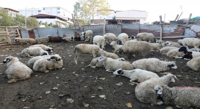 İlkadımda zabıtadan ahırlara denetim