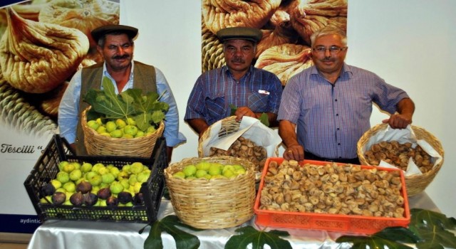 İncirin 272 çeşit dişisi, 58 çeşit erkeği olmak üzere 330 türü bulunuyor