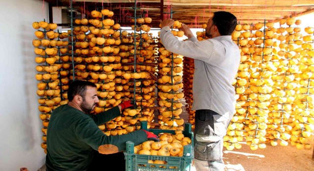 İplere dizilen altın sarısı hurmaların kuruyemiş yolculuğu başladı