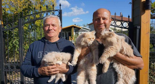 İran kedilerini kendi aracıyla dolaştırarak hayvan sevgisini aşılıyor