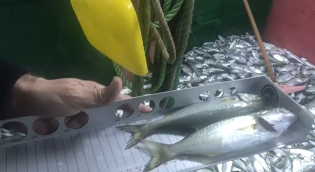 İstanbul Boğazında balık boyu denetimi