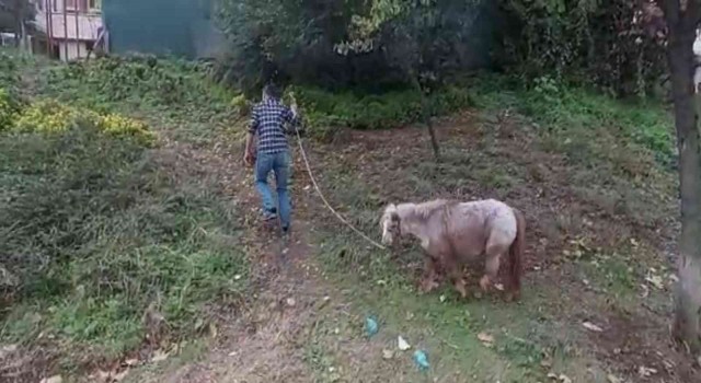 İstanbulun göbeğinde “midilli” sürprizi: Ağaca bağlanmış at görenleri şaşkına çevirdi