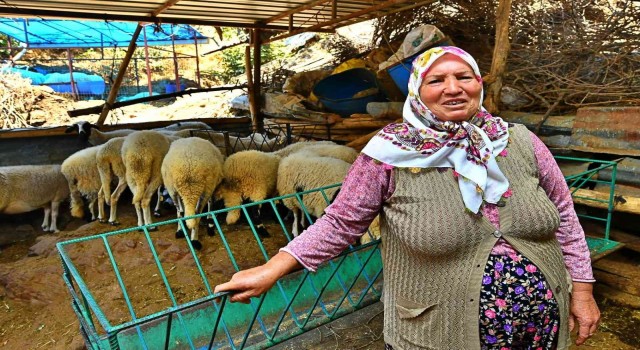 İzmir Büyükşehir Belediyesinin verdiği 3 koyundan 48 koyuna