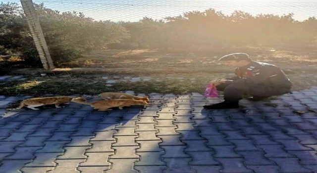 Jandarma, ‘can dostların yanında