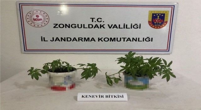 Jandarma Kdz. Ereğlide 22 kök kenevir yakaladı