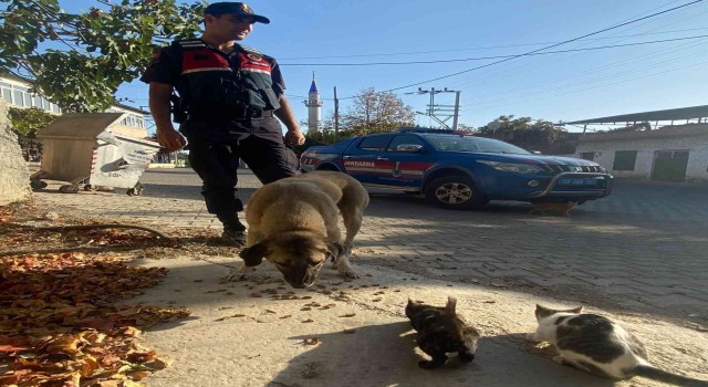 Jandarma sokak hayvanlarını unutmadı