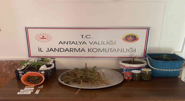Jandarmadan yasadışı kenevir ekimine operasyon
