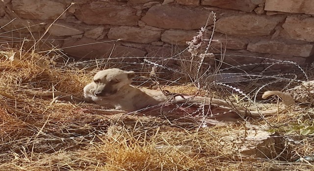 Jiletli tellere takılan köpek kurtarıldı