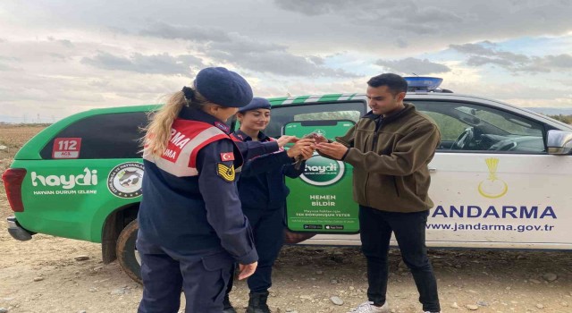 Kaçak av sonucu yaralanan kumruyu jandarma kurtardı