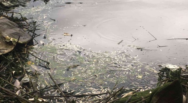 Kahramanmaraşta balık ölümleri üzerine harekete geçildi