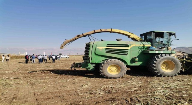 Kahramanmaraşta silajlık mısır hasadı