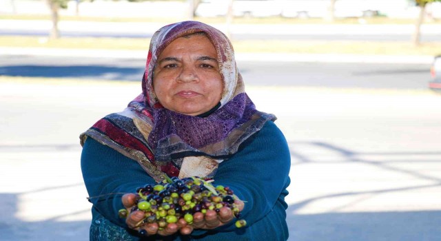 Kahramanmaraşta zeytinin yağa dönüşüm yolculuğu başladı